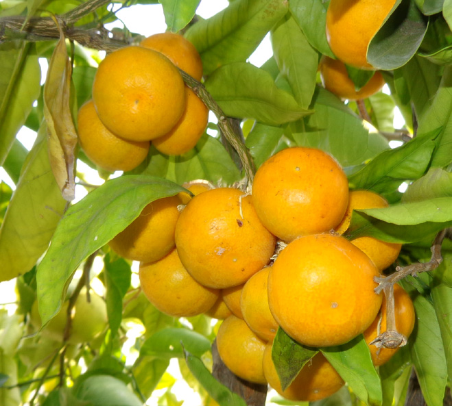 Satsuma1