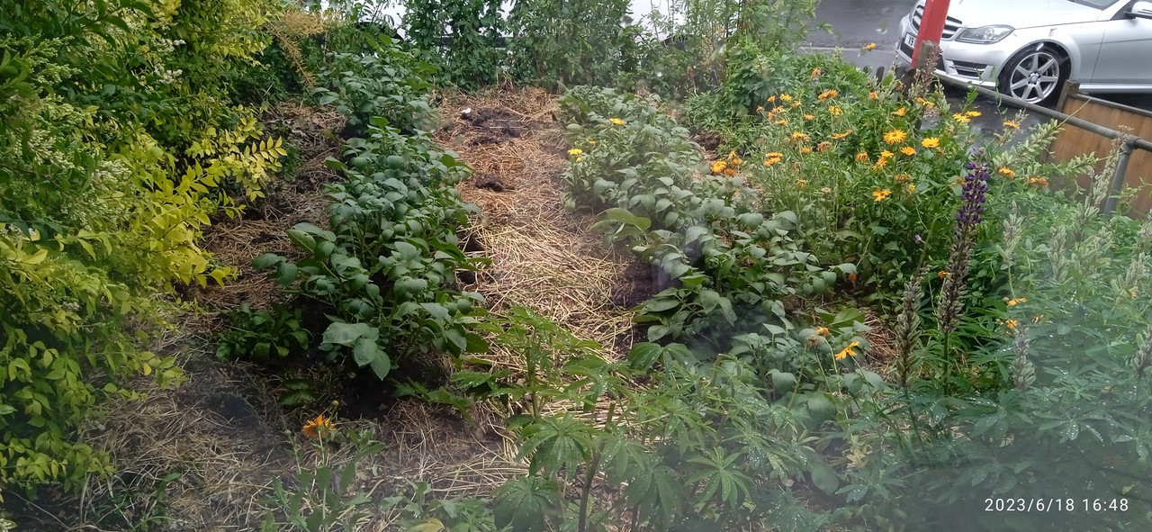 картофи