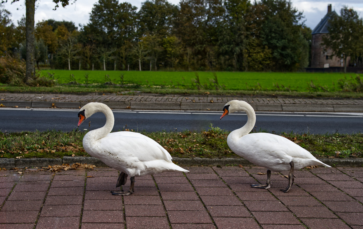 Fotografie