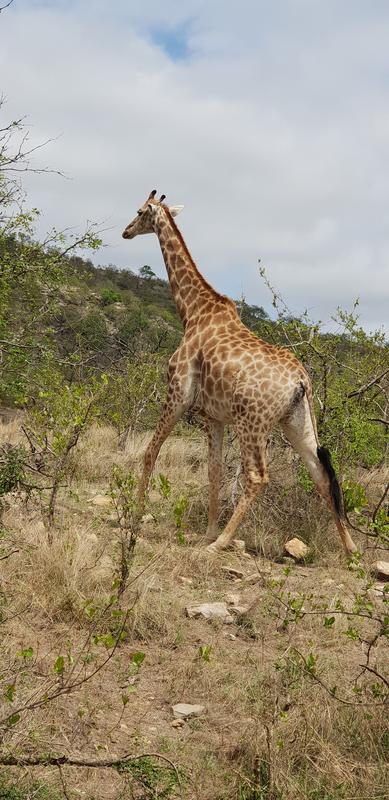 DÍA 8:  KRUGER (Berg-en-Dal) - Sudáfrica y Seychelles 2018 -  Una Honeymoon llena de vida (9)