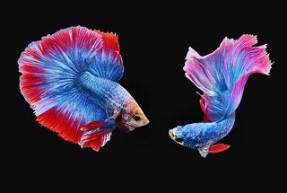 Thơ hoạ Nguyễn Thành Sáng & Tam Muội (1329) Betta-fish-also-are-known-as-Siamese-fighting-fish