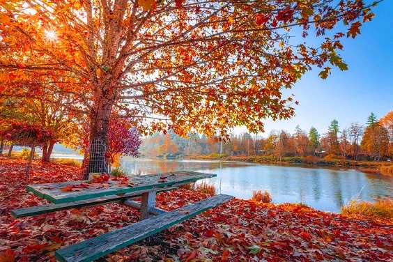 In autunno dans Citazioni, frasi e pensieri autunno