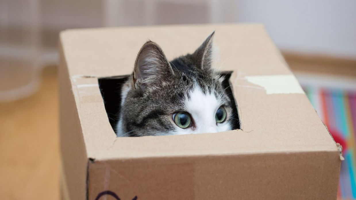 Scoperta: Perché i gatti amano così tanto le scatole?