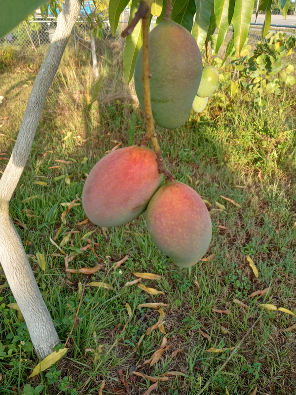 IMG_20240601_072729992_HDR