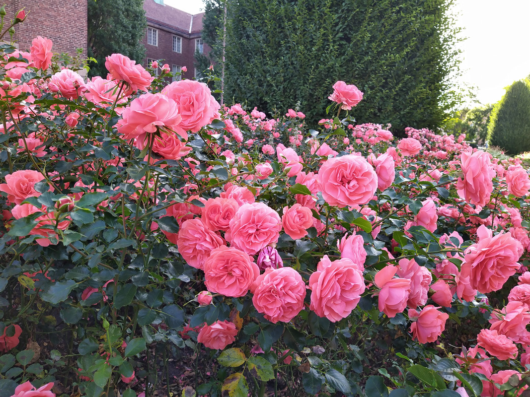 IMG_20200810_071615_1