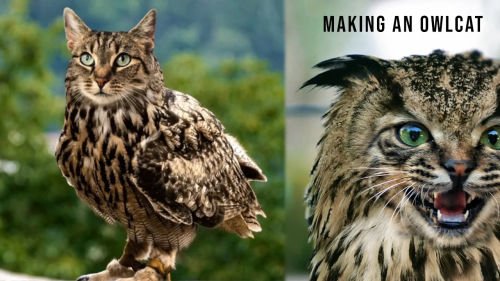 How to make  an Owlcat in Adobe Photoshop