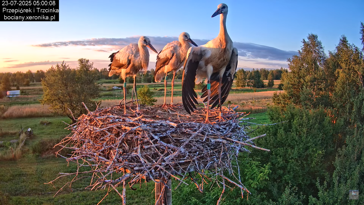 23072025bociany6