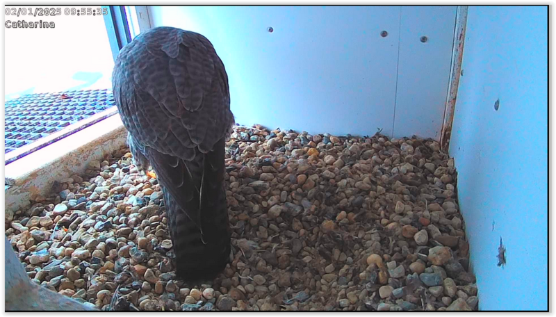 Screen Shot 01-02-25 at 09.55 AM