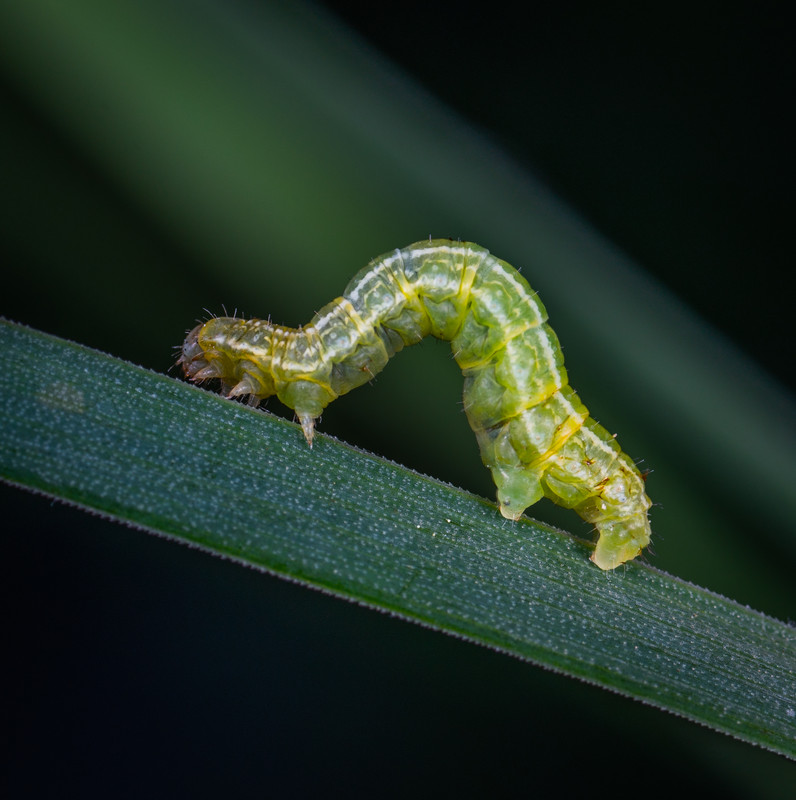 Ilustrasi - Ulat daun.