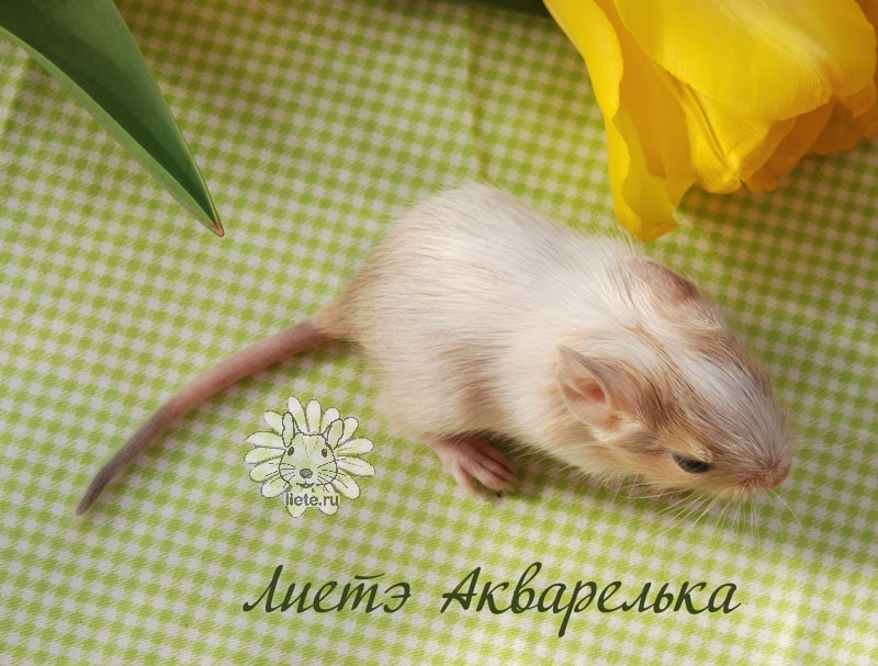 Акварелька1_11-дней