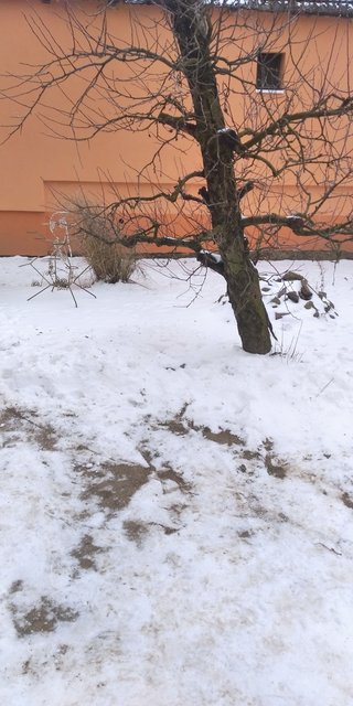 Kép