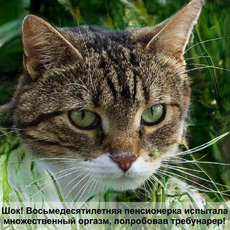 календарь беременности кошки