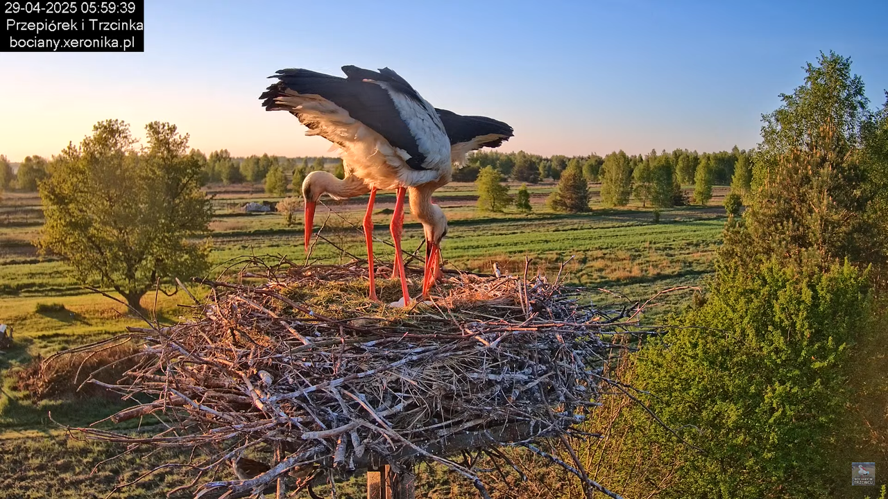 29042025bociany5