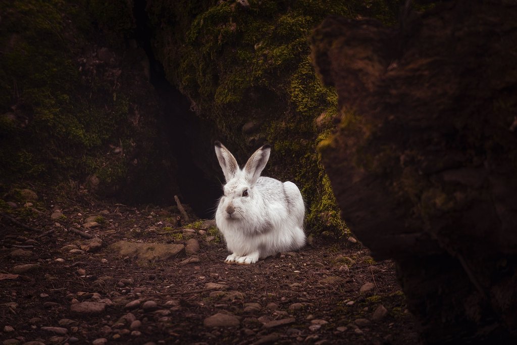 white-rabbit.jpg