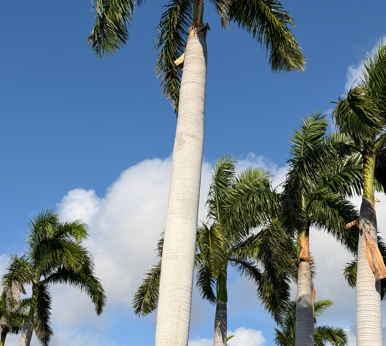 [Image: Sanibel-Island18.png]