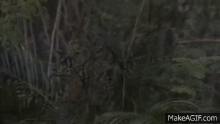 CyBW63.gif
