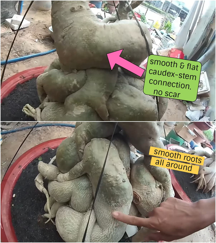 smooth-connection-caudex-root-stem-adenium.jpg