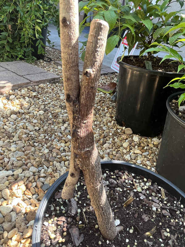 1BDE643D-0BA3-494E-9794-0C6D9A6130CC