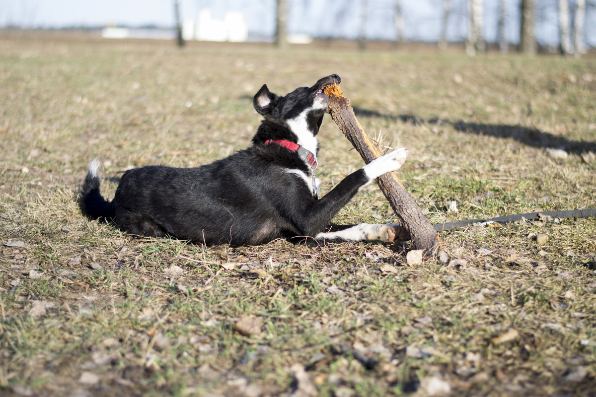 Дакота_06_18_1