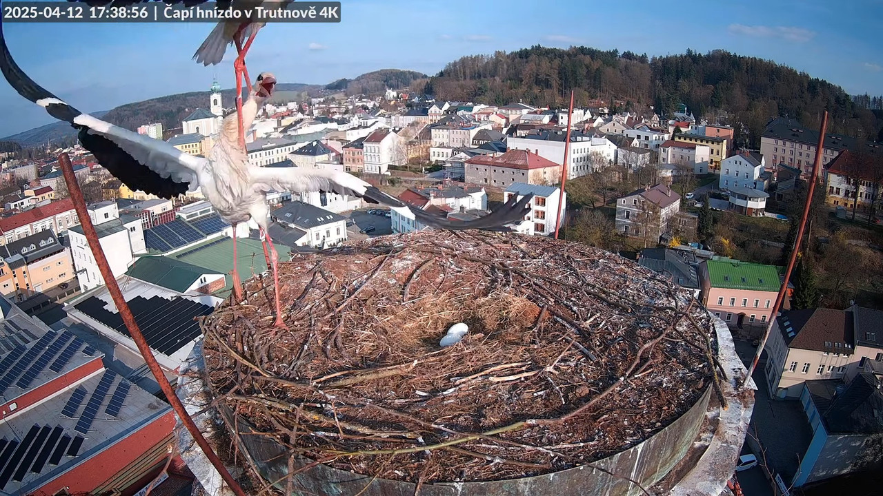 Tiešraidē no stārķa ligzdas uz alus darītavas skursteņa Trutnovā 13-58-6 screenshot (2)