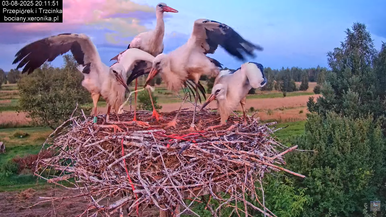 03082025bociany47