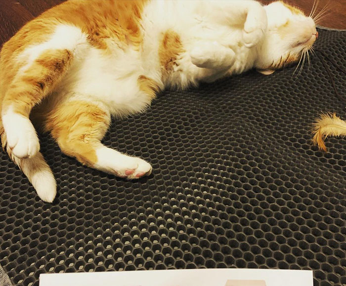 Litterbox mat for my cats