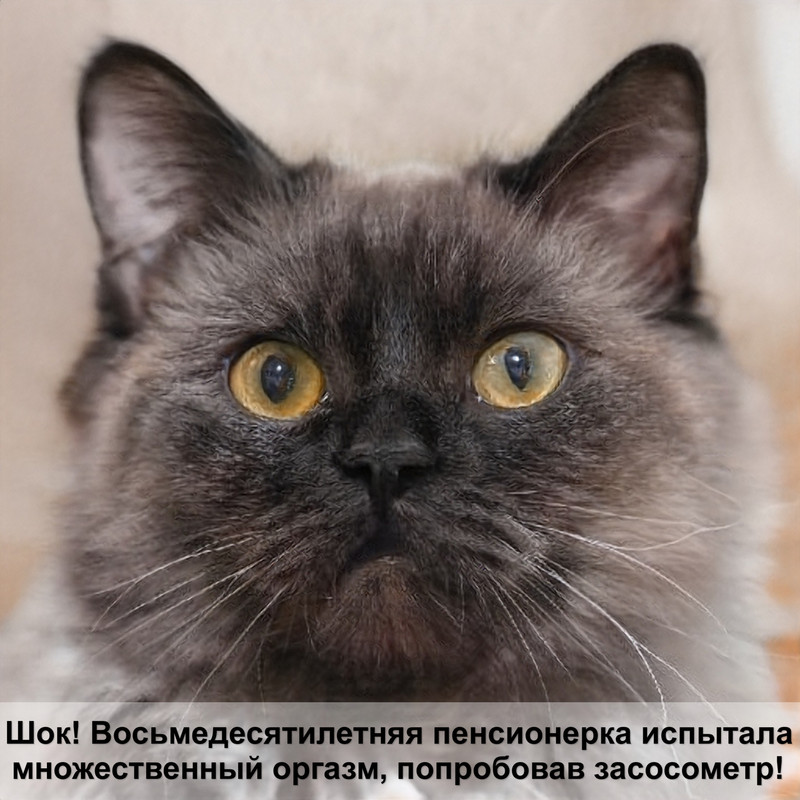 необычные кошки