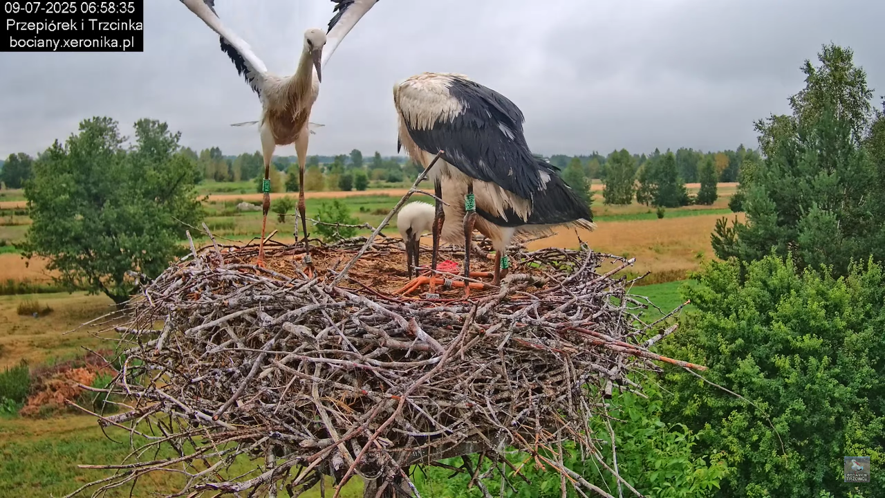 09072025bociany25