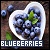 blueberries50x50-2