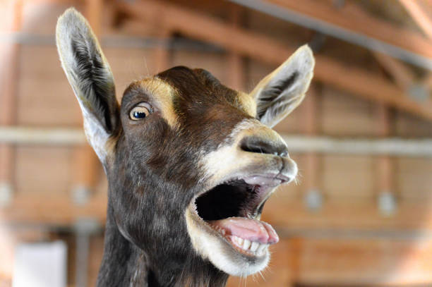 surprised-goat.jpg