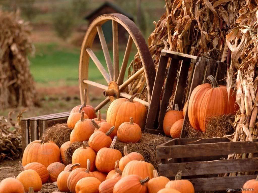 Pumpkins 0019