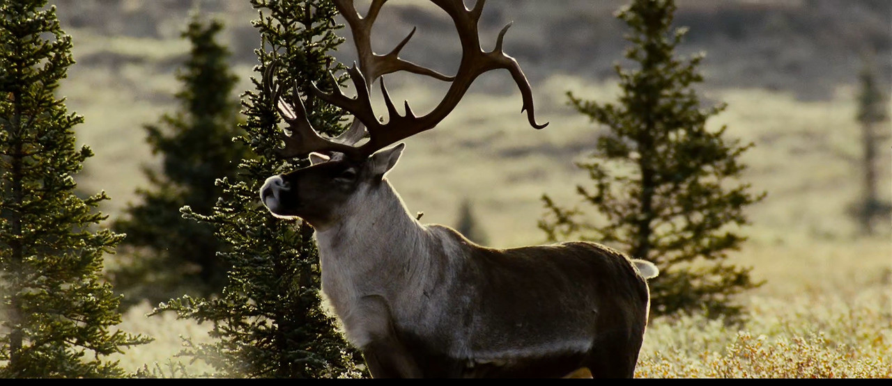 [HR] Loup (2009) [BluRay 1080p x265]_05