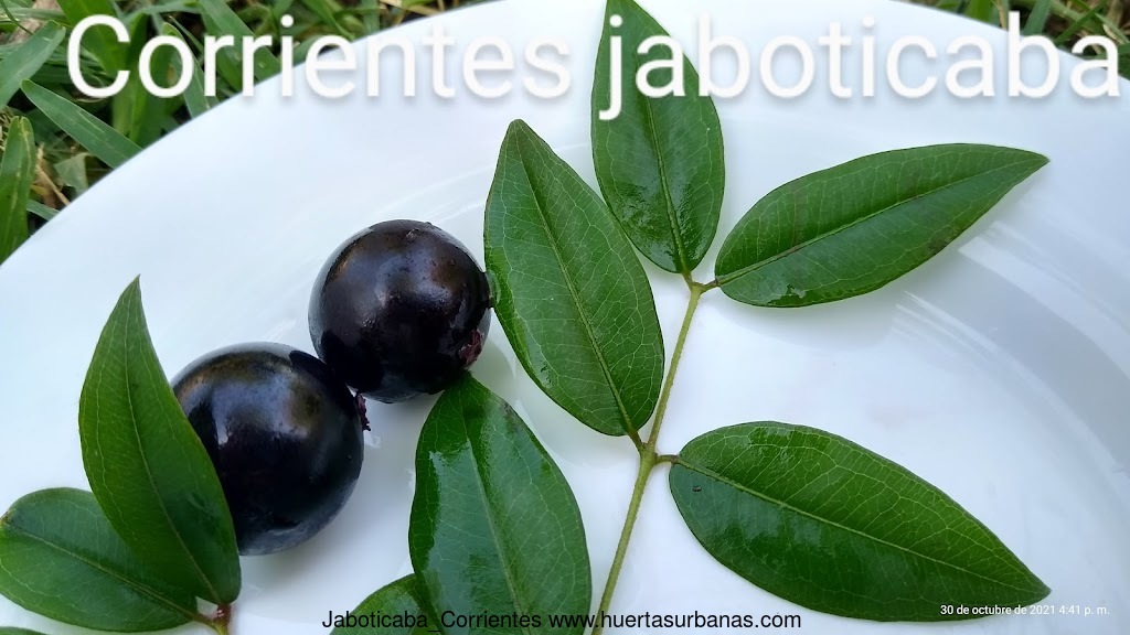 Huertasurbanas_com-IMG_20211030_164101375_HDR_2.jpg-20211030_184628Jaboticaba_Corrientes