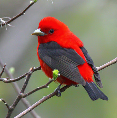 scarlet-tanager.jpg