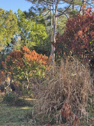 IMG-1795