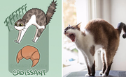 Croissant Cat