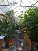 [Image: Greenhouse-jungle.jpg]