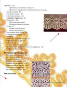 Stilnye-shtuchki-iz-kruzheva-2006-143