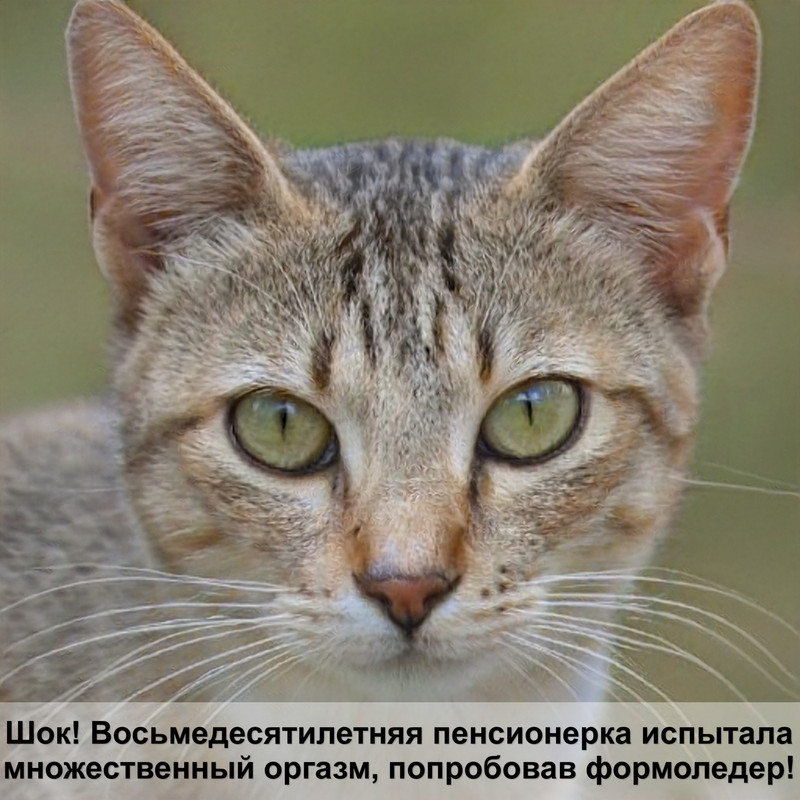 шерсть у старых кошек