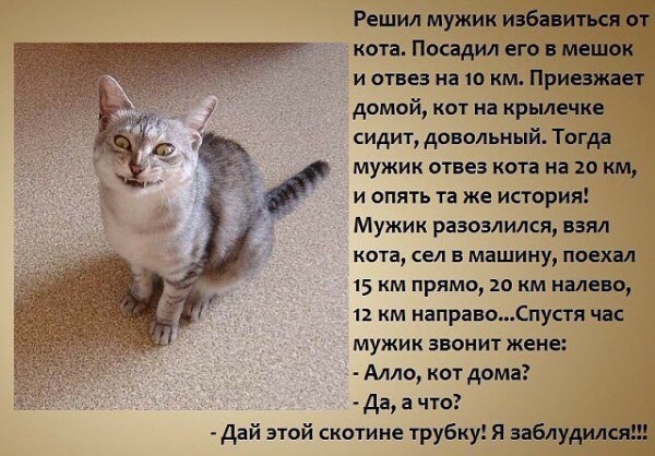 Про кота)