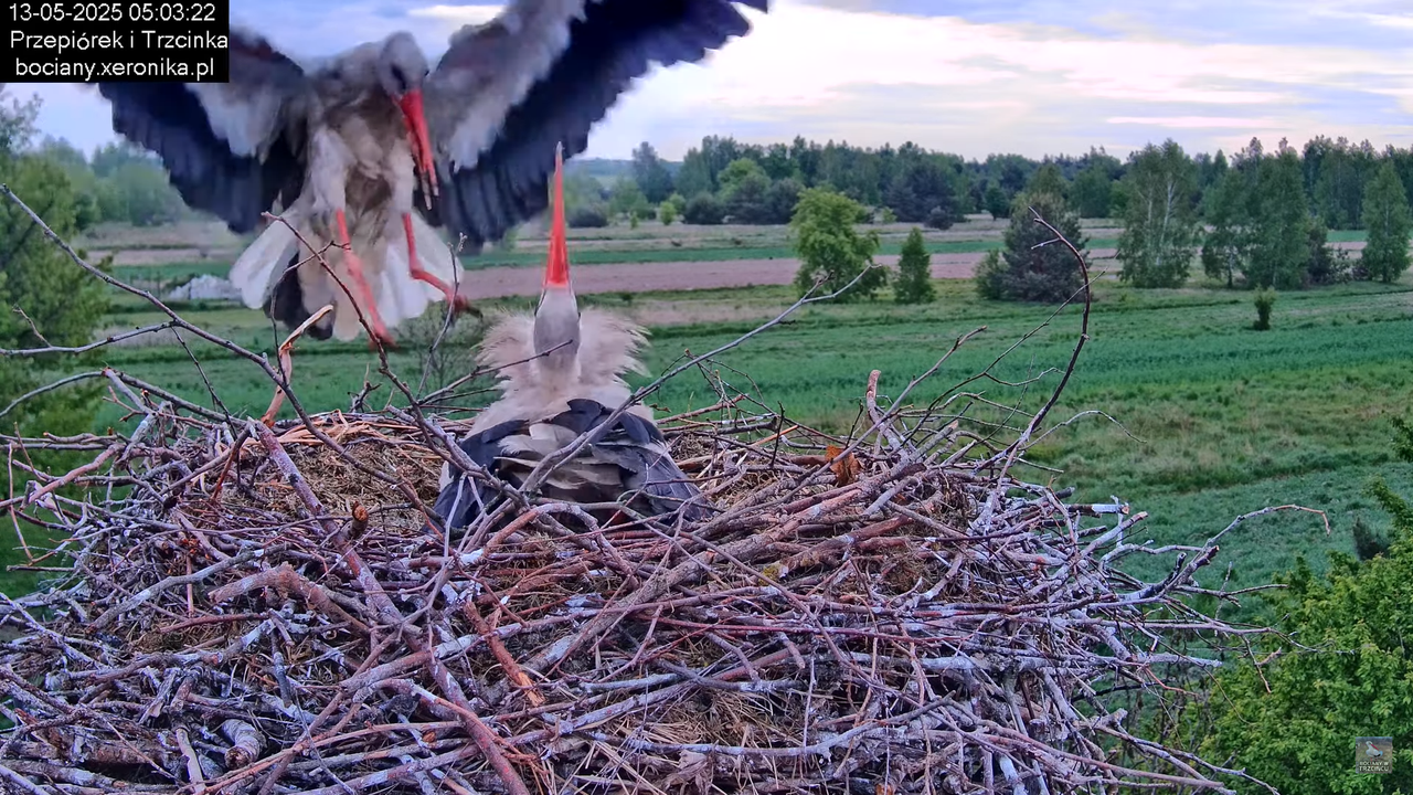 13052025bociany5