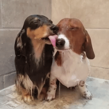 dogsshower63c121d5e7db9db62addd90d5052.gif