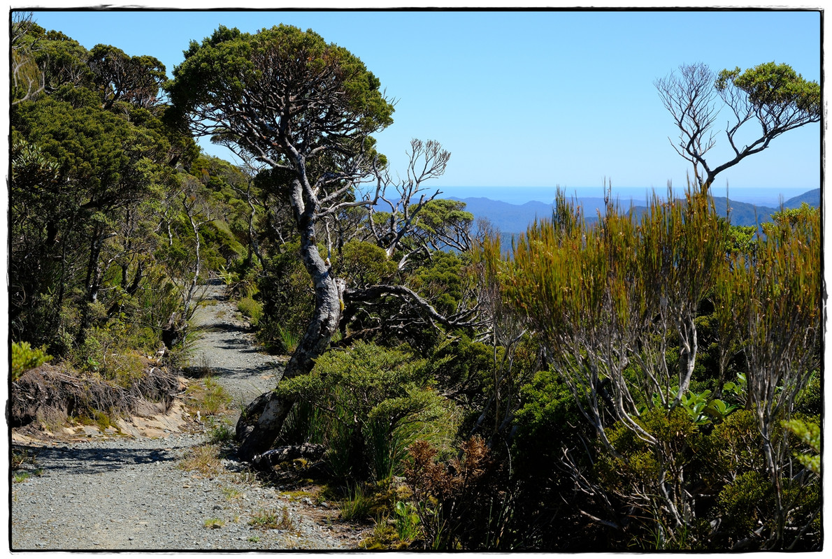 Paparoa NP: Paparoa Track (diciembre 2024) - Escapadas y rutas por la Nueva Zelanda menos conocida (30)
