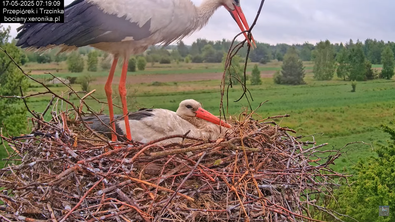 17052025bociany9