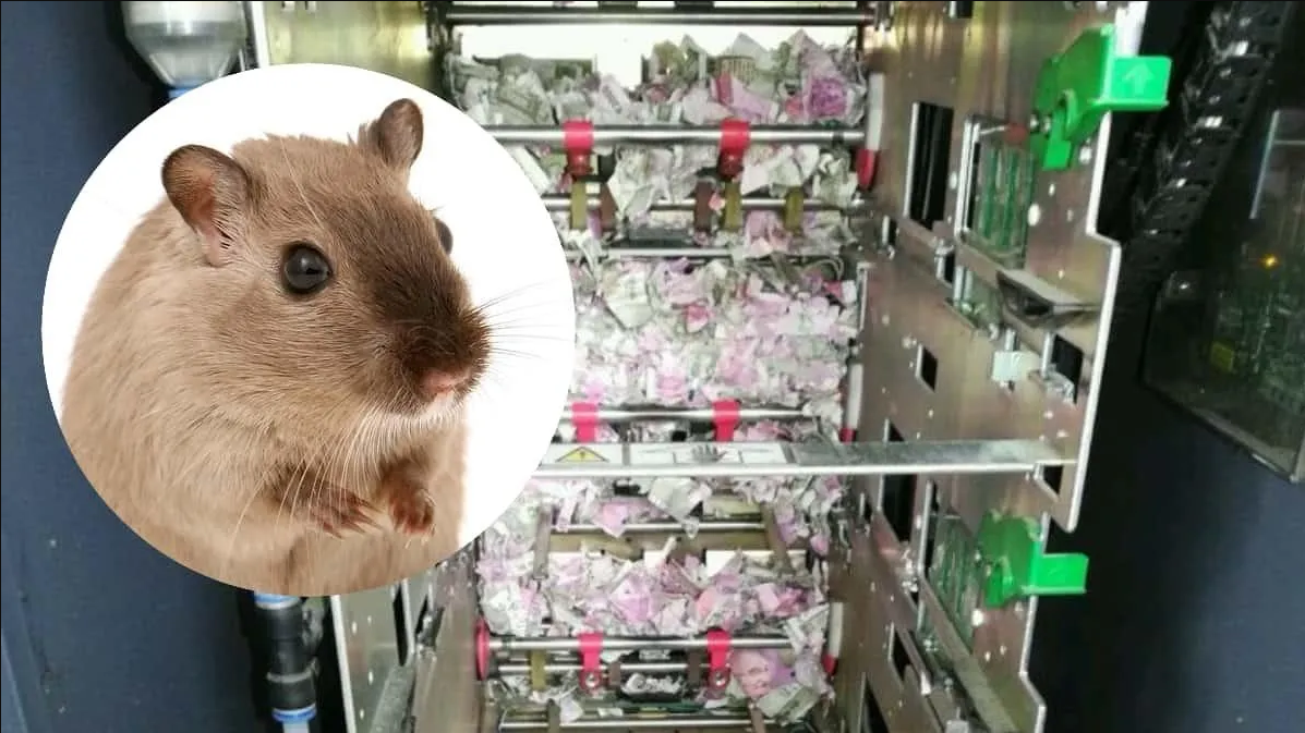 Ratón se cuela a cajero automático y destruye miles de dólares