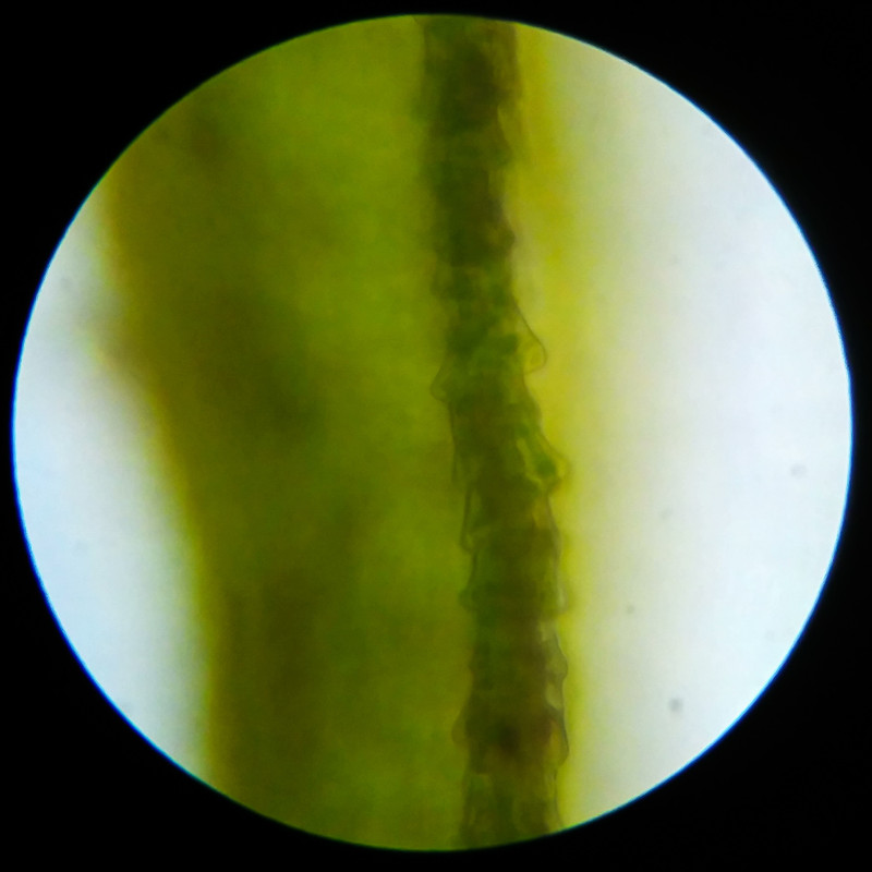 IMG 20250617 123419 HDR