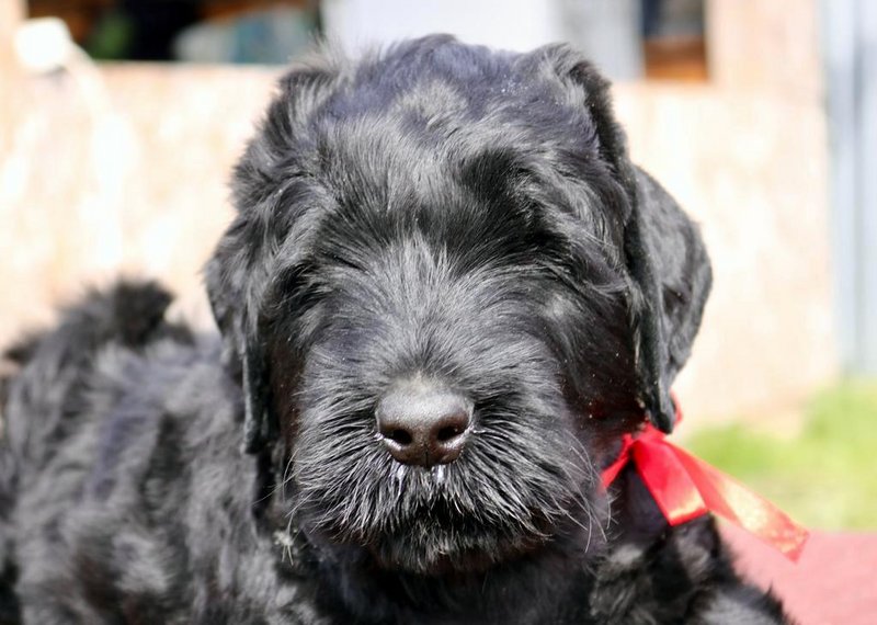 чёрный терьер магута. черный терьер (русский черный терьер). московский черный терьер. русский черный терьер на улице. черный русский терьер шерхан.