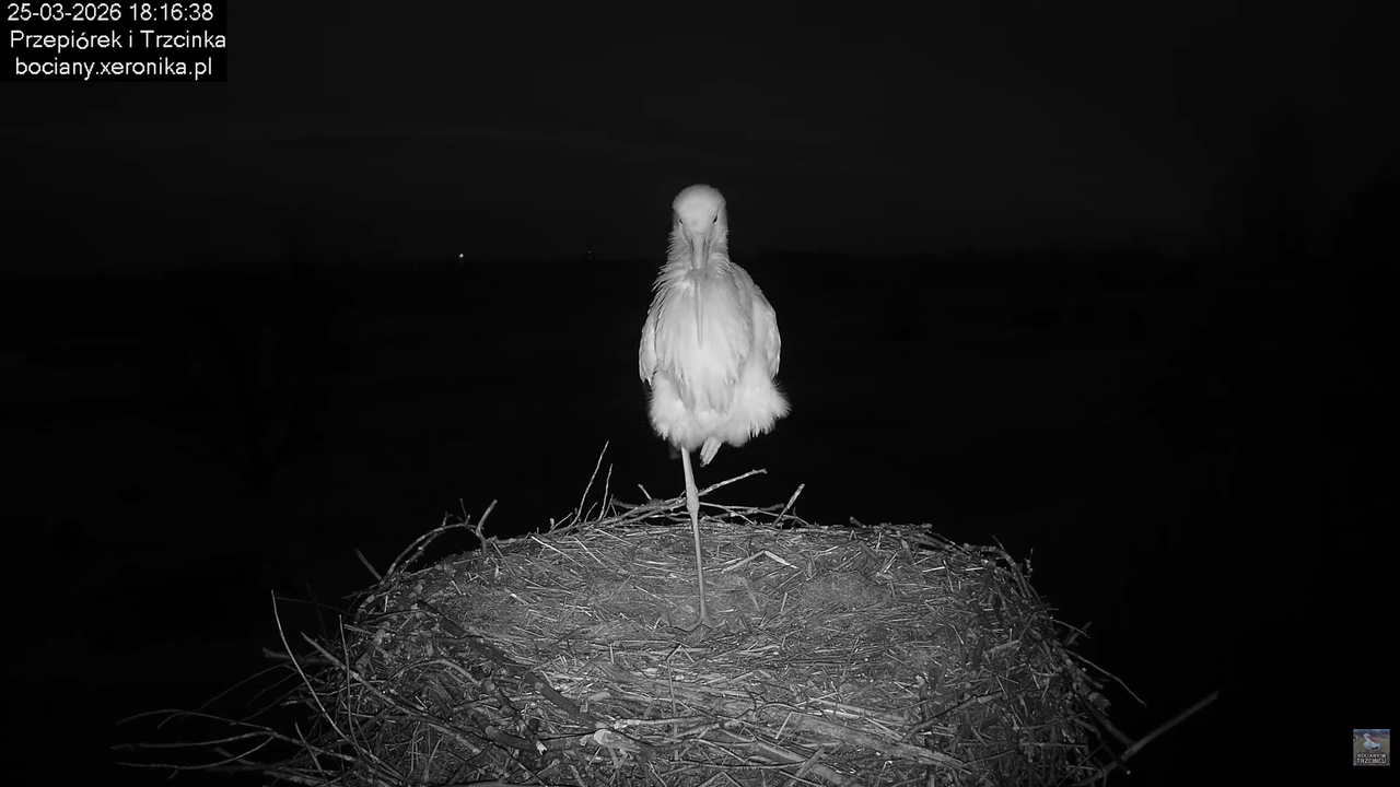 25032026bociany 28