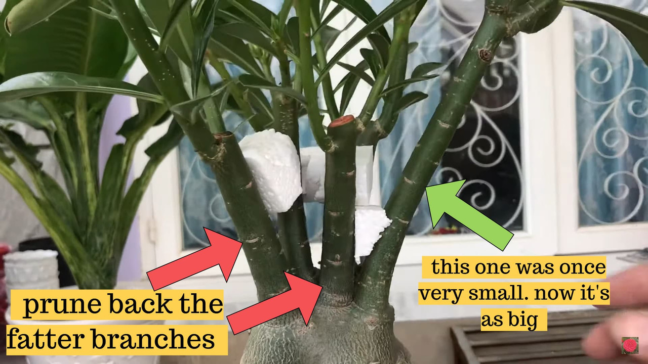 fat-even-branches-for-adenium.jpg