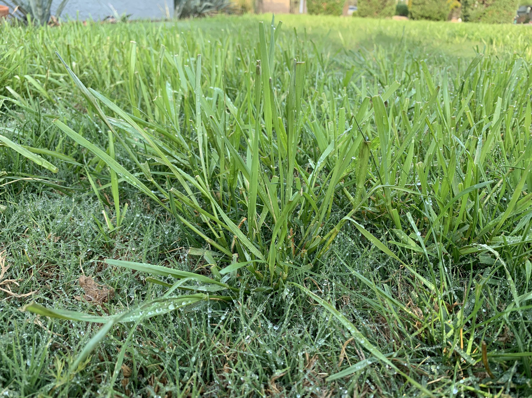 Lawn Help What kind of grass is this? Lawn Care Forum
